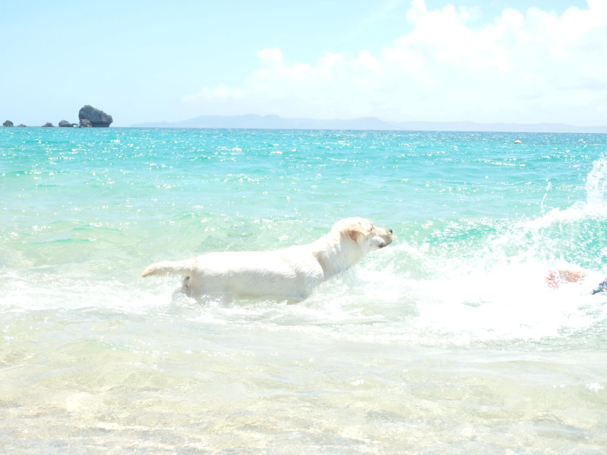 美しい海と自然を楽しめる沖縄のドッグカフェで愛犬と素敵な思い出を作ろう！